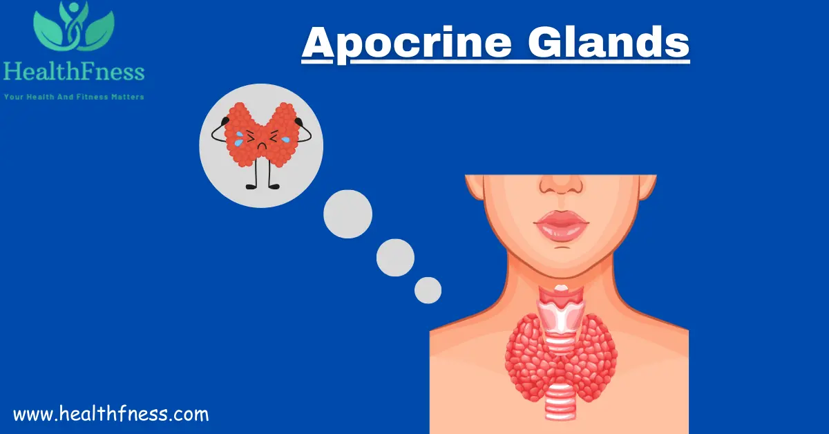 Exocrine System: A Detailed Healthy Overview 2023