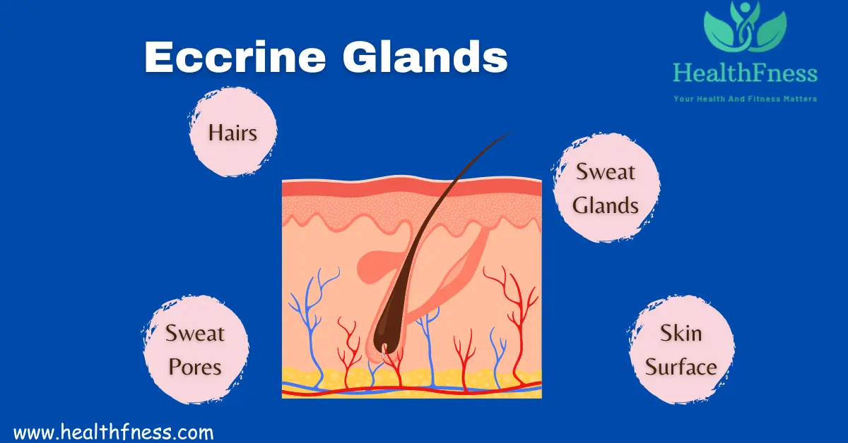 Exocrine System: A Detailed Healthy Overview 2023