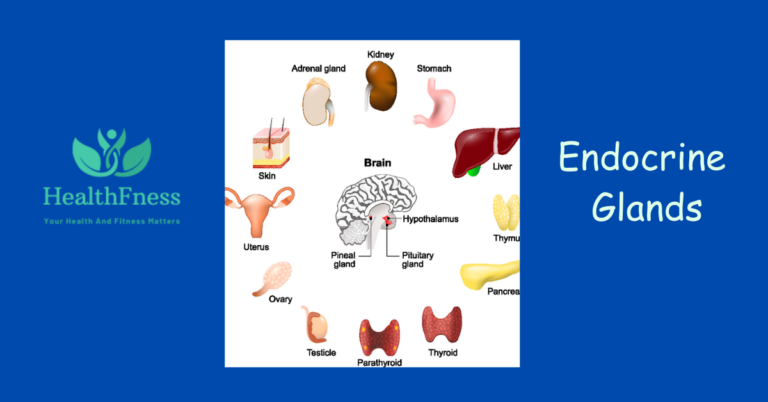 An instance of the endocrine glands inside the human frame, showing the thyroid gland within the neck, the adrenal glands above the kidneys, the pancreas in the abdomen, the pituitary gland at the bottom of the mind, and the reproductive glands (the ovaries in ladies and the testes in men).