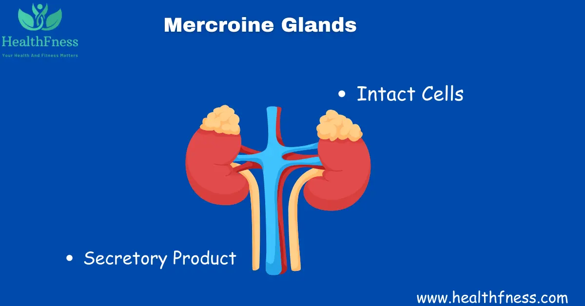 Exocrine System: A Detailed Healthy Overview 2023
