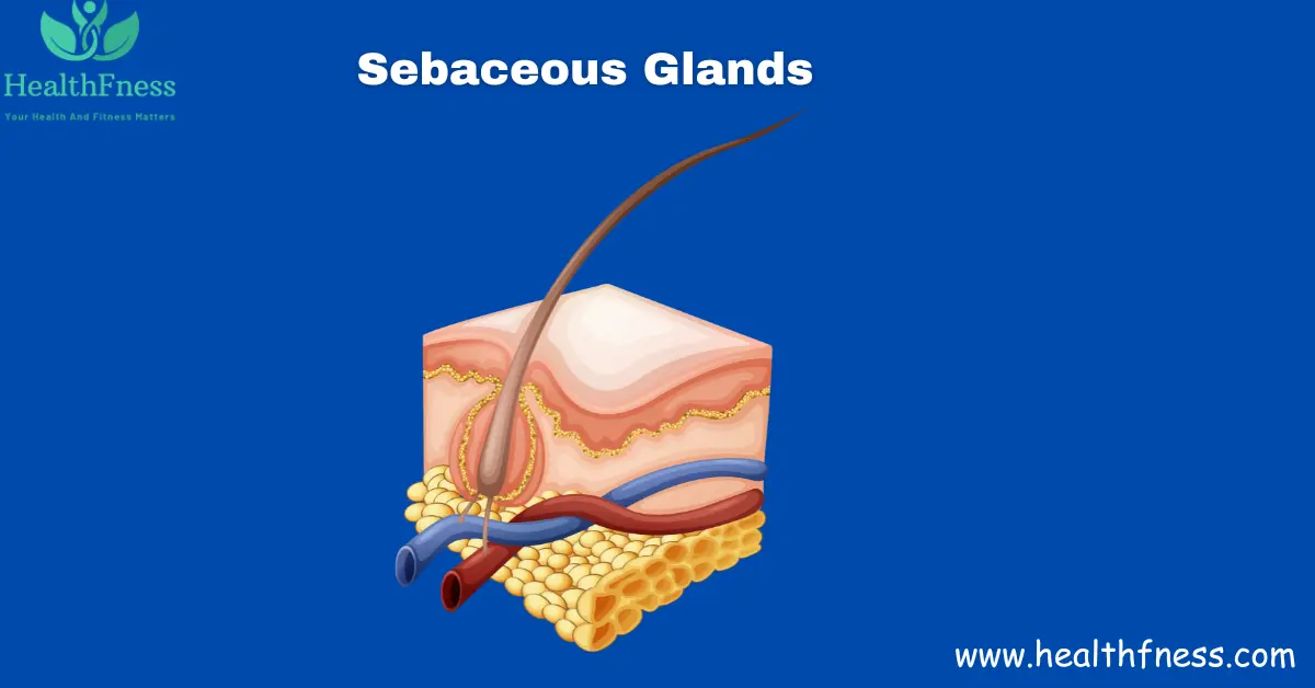Exocrine System: A Detailed Healthy Overview 2023