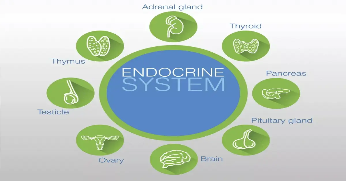 Endocrine Glands: Maintaining a Healthy System 2023 | HealthFness