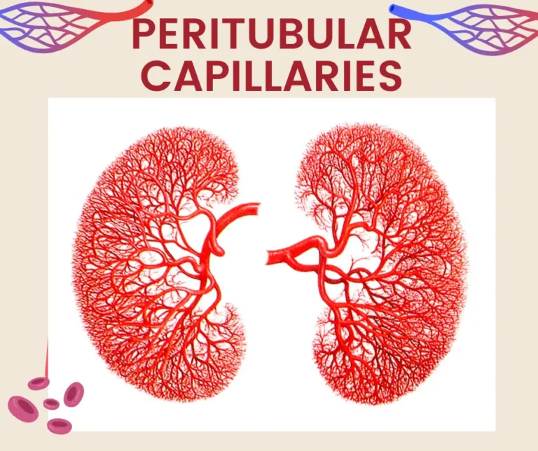 An anatomical diagram illustrating the network of peritubular capillaries surrounding renal tubules in the kidney.