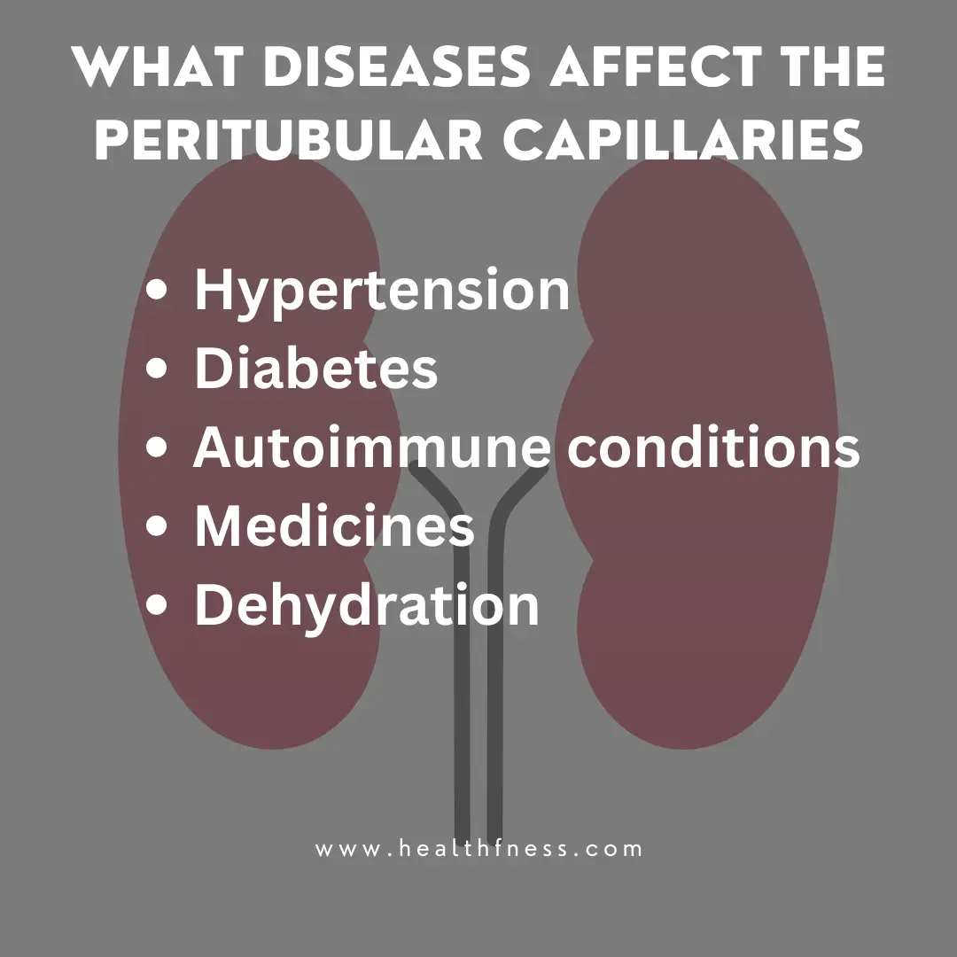Peritubular Capillaries: Structure, Function, and Regulation 2023 peritubular capillaries