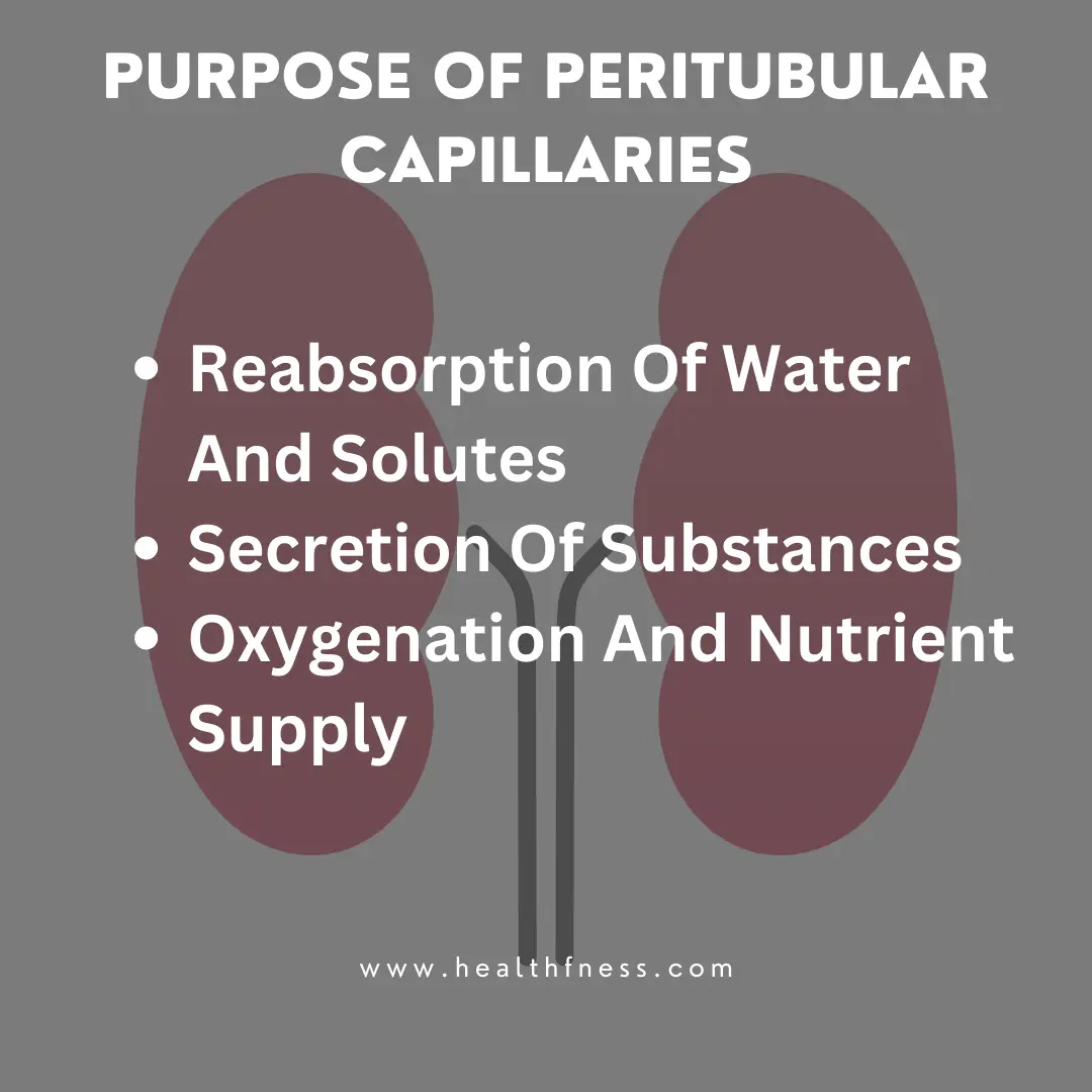 Peritubular Capillaries: Structure, Function, and Regulation 2023 peritubular capillaries
