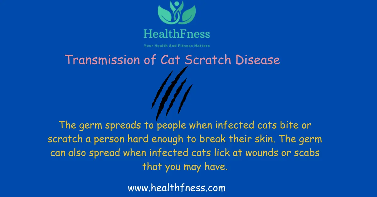 How To Cure Cat Scratch Disease? A Comprehensive Guide An image depicting Transmission of Cat Scratch Disease