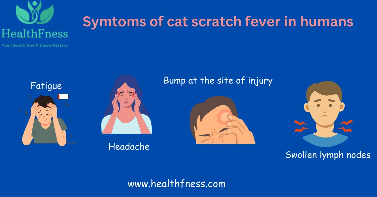 Can You Die From Cat Scratch Fever? An image depicting various symtoms of cat scratch fever in humans.